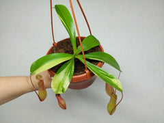 Nepenthes Alata Variegata