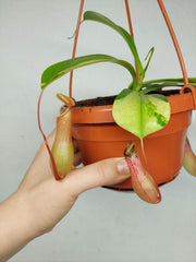 Nepenthes Alata Variegata