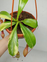 Nepenthes Alata Variegata