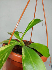 Nepenthes Alata Variegata