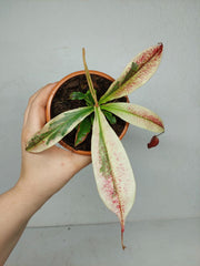 Nepenthes Viking x Ampullaria Variegata