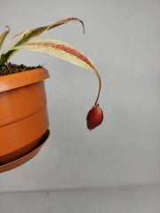 Nepenthes Viking x Ampullaria Variegata
