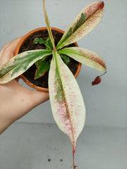 Nepenthes Viking x Ampullaria Variegata