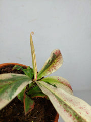 Nepenthes Viking x Ampullaria Variegata