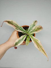Nepenthes Viking x Ampullaria Variegata