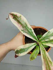 Nepenthes Viking x Ampullaria Variegata