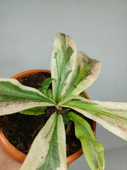 Nepenthes Viking x Ampullaria Variegata