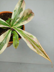 Nepenthes Viking x Ampullaria Variegata