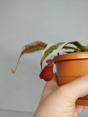 Nepenthes Viking x Ampullaria Variegata