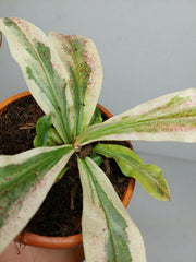 Nepenthes Viking x Ampullaria Variegata