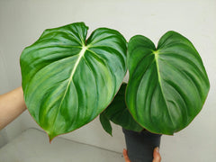 Philodendron Mc Dowell