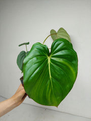 Philodendron Mc Dowell