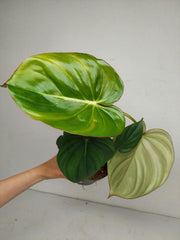 Philodendron Mc Dowell