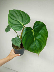 Philodendron Mc Dowell