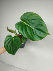 Philodendron Mc Dowell