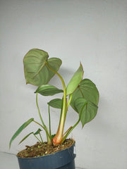 Philodendron Mc Dowell