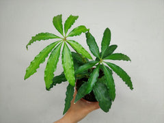 Anthurium Polyschistum