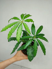 Anthurium Polyschistum