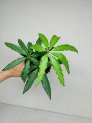 Anthurium Polyschistum