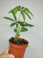 Anthurium Polyschistum