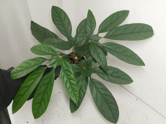 Trevesia Burckii