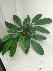 Trevesia Burckii
