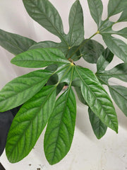 Trevesia Burckii
