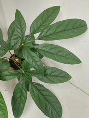Trevesia Burckii