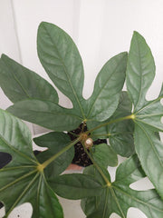 Trevesia Burckii