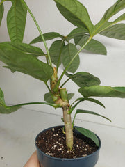 Trevesia Burckii