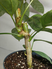 Trevesia Burckii