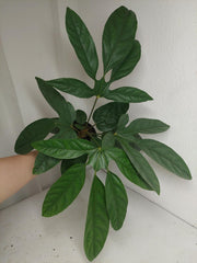 Trevesia Burckii