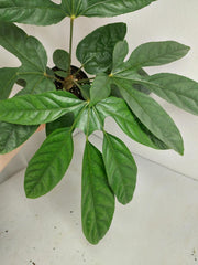 Trevesia Burckii