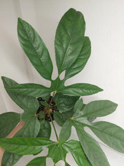 Trevesia Burckii