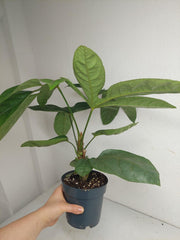Trevesia Burckii