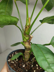 Trevesia Burckii