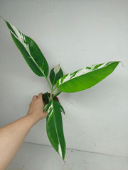 Musa Aeae Kuikawa