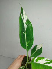 Musa Aeae Kuikawa