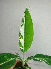 Musa Aeae Kuikawa