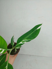 Musa Aeae Kuikawa