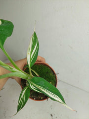 Musa Aeae Kuikawa