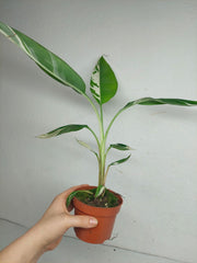 Musa Aeae Kuikawa