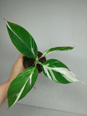 Musa Aeae Kuikawa
