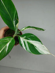 Musa Aeae Kuikawa