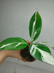 Musa Aeae Kuikawa