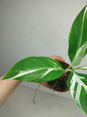 Musa Aeae Kuikawa