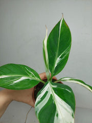 Musa Aeae Kuikawa