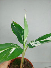 Musa Aeae Kuikawa