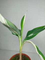 Musa Aeae Kuikawa