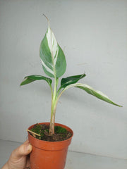 Musa Aeae Kuikawa